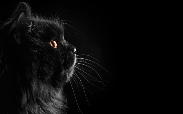 Happy National Black Cat Day - 2560x1600 Wallpaper - teahub.io