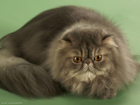 Cute Persian Cat Wallpaper Hd - 900x1600 Wallpaper - teahub.io