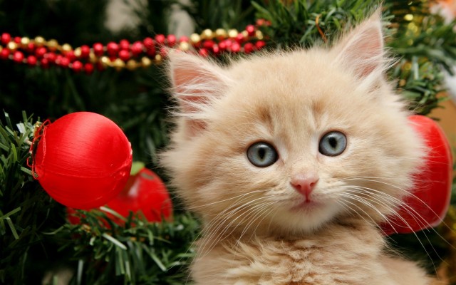 2560x1600 Christmas Puppies And Kittens Wallpaper Funny Christmas 2560x1600 Wallpaper Teahub Io