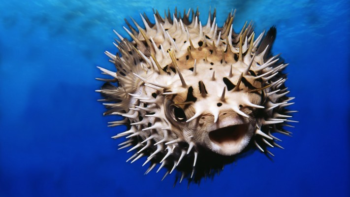 Pufferfish Backgrounds On Wallpapers Vista - Puffer Fish - 1600x900 ...