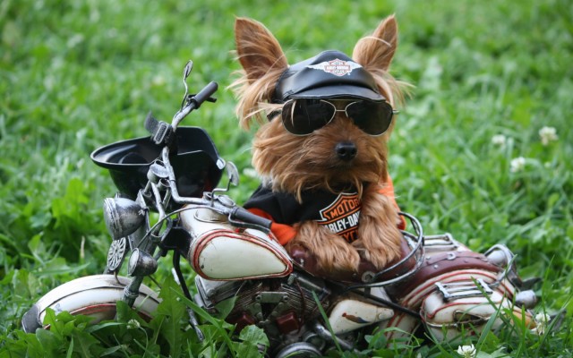 Yorkshire Wallpaper - Happy Birthday Biker Dog - 1680x1050 Wallpaper ...