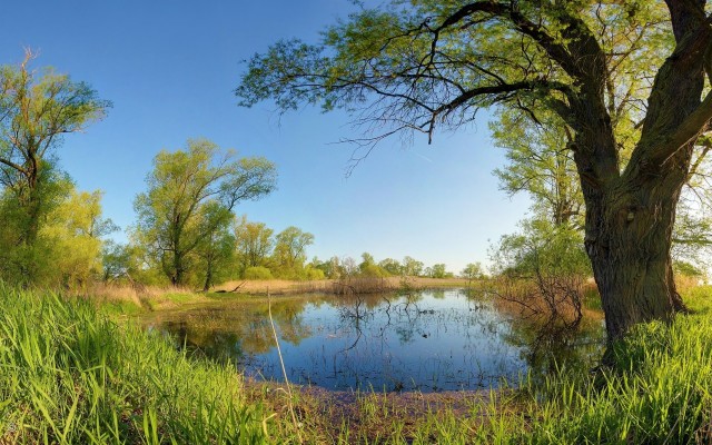 Grass Next To Pond - 1920x1200 Wallpaper - teahub.io