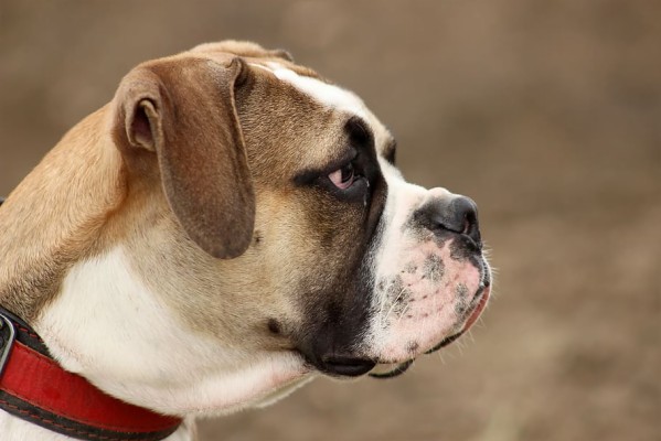 Dog, Large, Moloss, Old English Bulldog, Head, One - Buldog Amerykański ...