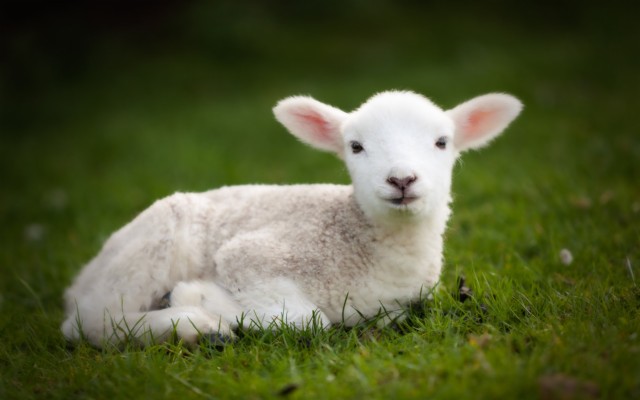 Cute Baby Lamb - 2560x1600 Wallpaper - teahub.io