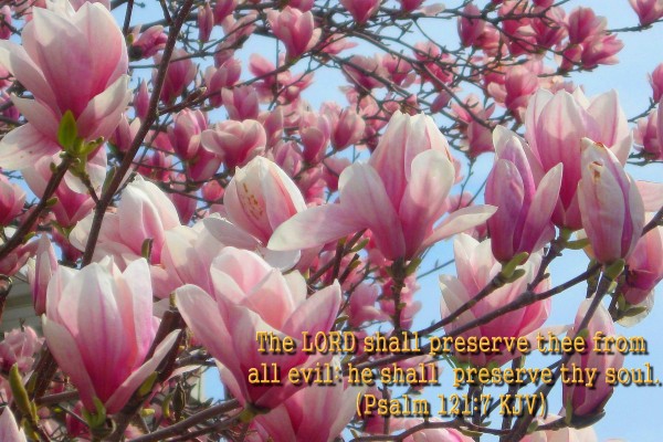 Spring Flowers Bible Verses 1800x1200 Wallpaper Teahub Io Spring Flowers Bible Verses 1800x1200 Wallpaper Teahub Io