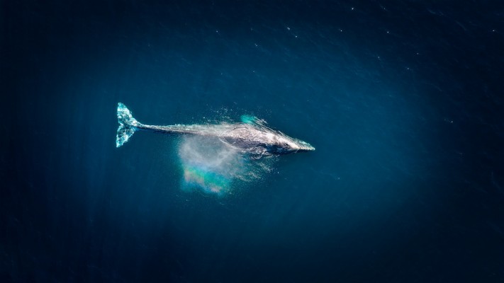 Whale In The Sky Wallpaper - Blue Whale In Sky - 1920x1200 Wallpaper