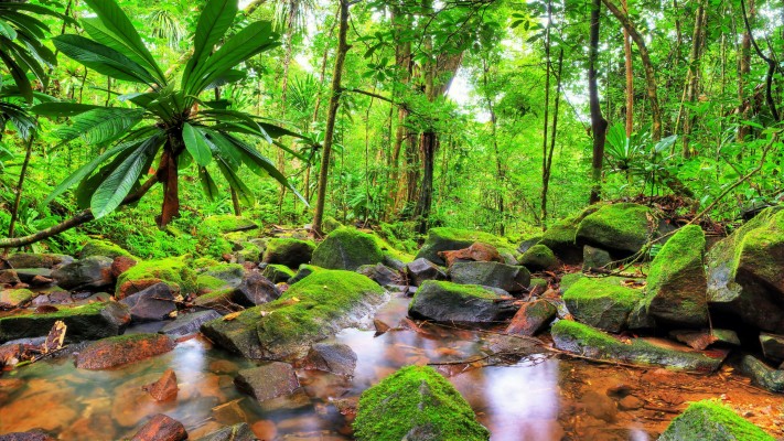 Masoala National Park Monuments Madagascar - 3840x2160 Wallpaper ...