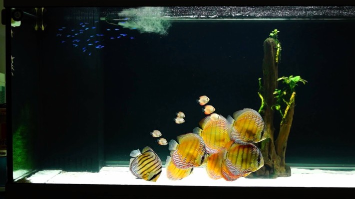 discus community tank