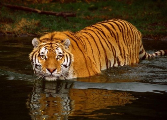 Tigre De Bengala Fauna Felino Lindo Animal Tiger 1280x1010 Wallpaper Teahub Io