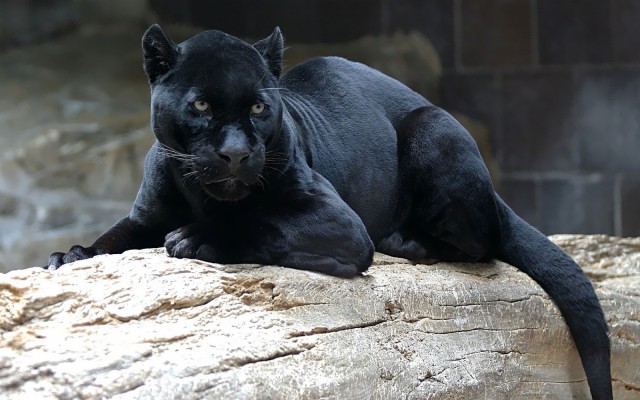 Baby Black Panther Animal - 1600x1000 Wallpaper - teahub.io