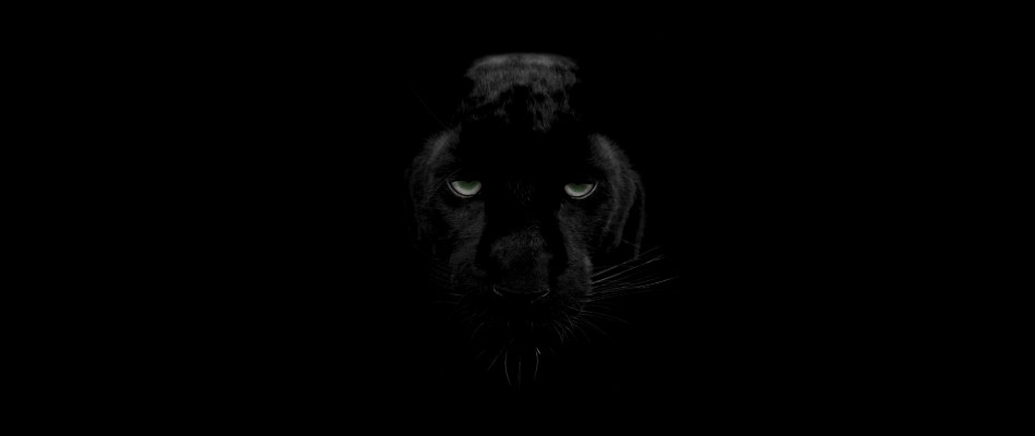 Wallpaper Panther Predator Big Cat Wildlife Look Big Cats 2560x1080 Wallpaper Teahub Io