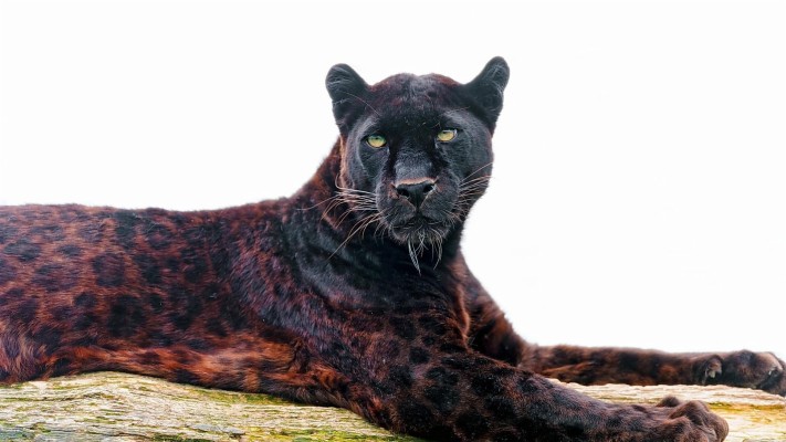 Cool Black Panther Animal - 1600x1050 Wallpaper 