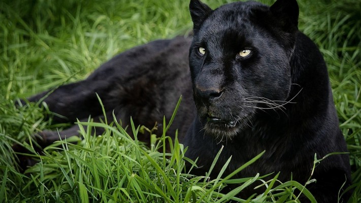 Animals, Black Panther Photo - Cool Wallpapers Animals Resolution 1024 ...