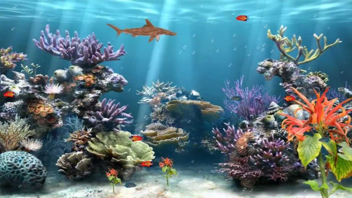 Coral Reef Background Without Fish - 1280x720 Wallpaper - teahub.io