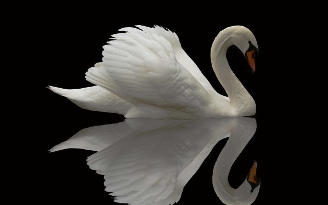 White Swan Black Background - 1280x800 Wallpaper - teahub.io