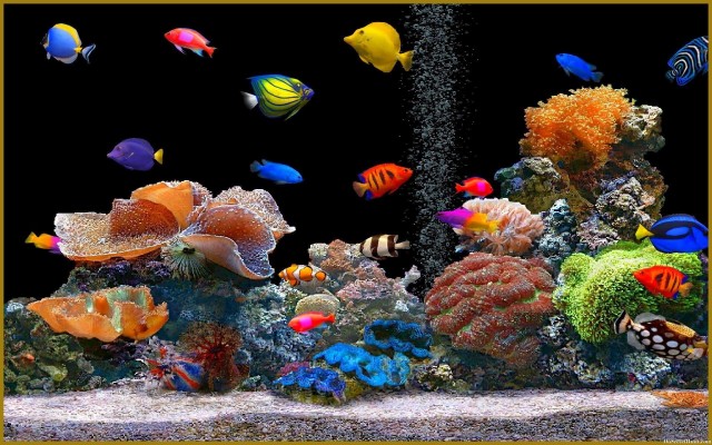 1920x1200, Fish Tank Moving Desktop Backgrounds Best - Hd Aquarium -  1920x1200 Wallpaper 