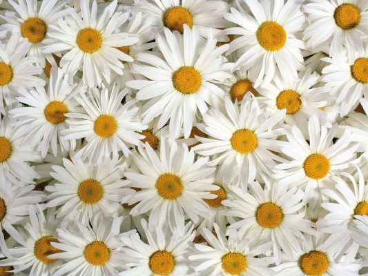 Flower Wallpaper Daisy - 1600x1200 Wallpaper - teahub.io