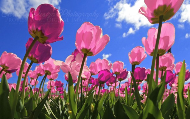 Pink Tulips Wallpapers - Pink Tulips Wallpaper Hd - 3000x1879 Wallpaper ...