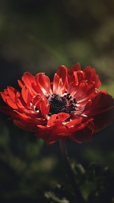 Anemone Red Flower Wallpaper Data Src Full Life Is Full Of Sadness 7x1280 Wallpaper Teahub Io