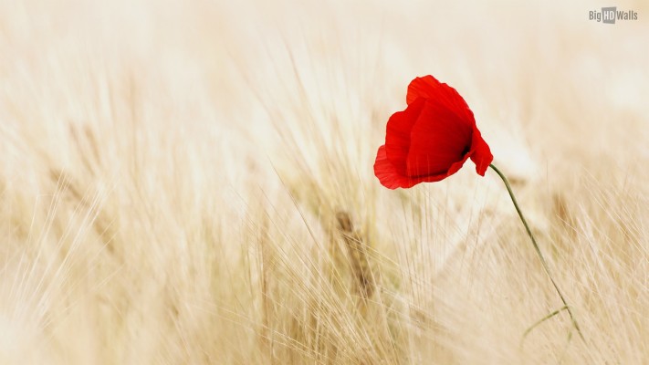 Lonely Flower In Field - 1920x1080 Wallpaper - teahub.io