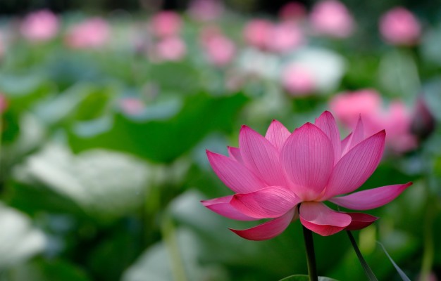 Photo Wallpaper Flower, Nature, Background, Lotus, - Lotus Flower Picture  Background - 1332x850 Wallpaper 