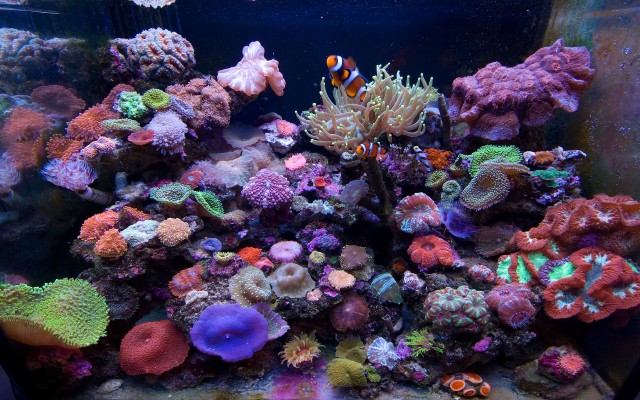 crawler 3d marine aquarium screensaver 4 free download