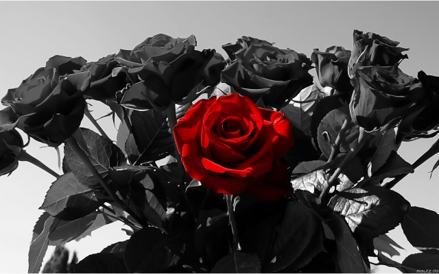 Red And Black Rose Wallpapers 12 Widescreen Wallpaper - Black Roses ...