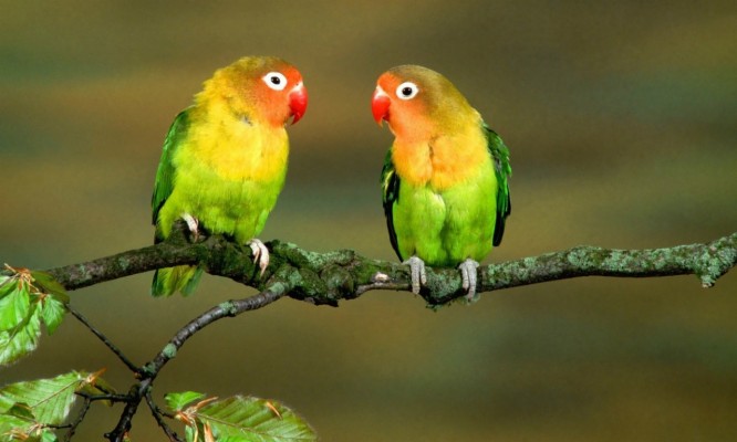 love birds good morning 2969x987 wallpaper teahub io love birds good morning 2969x987