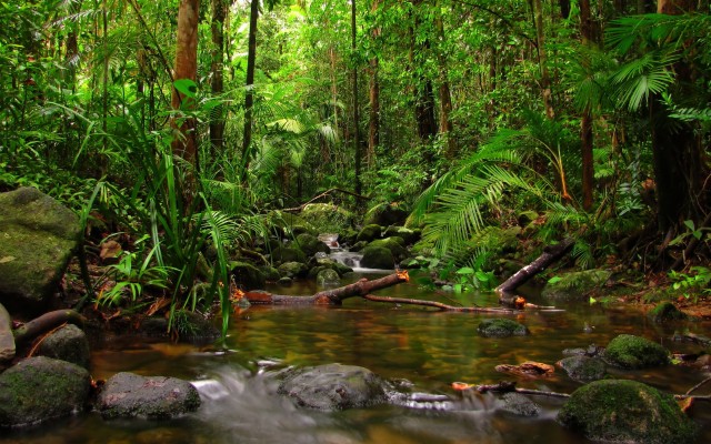 Daintree Rainforest - 940x625 Wallpaper - teahub.io