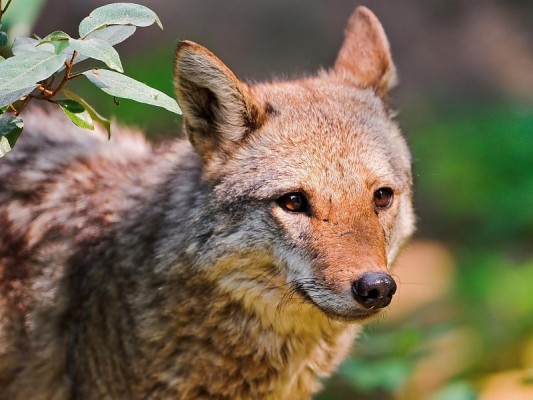 Young Coyote Wallpaper - Cute Pictures Of Coyotes - 800x600 Wallpaper ...