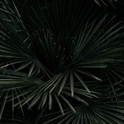 Wallpaper Leaves Palm Tropical Branches Dark Green