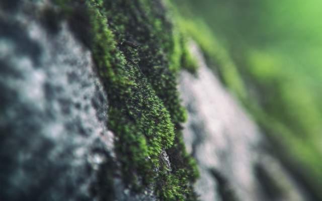 Macro Moss Hd Wallpaper Macro Moss Hd X Wallpaper Teahub Io