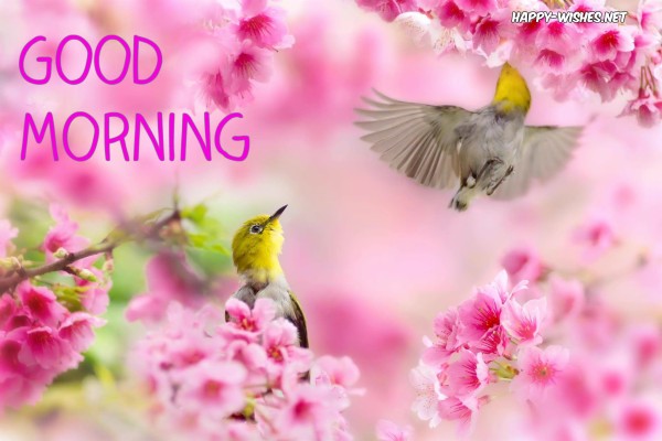 Beautiful Hd Birds Wallpapers - Yellow Bird In Spring - 1244x700 ...