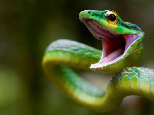 Wallpaper Snake, Green Snake, Costa Rica - Snake Hd - 1600x1200 