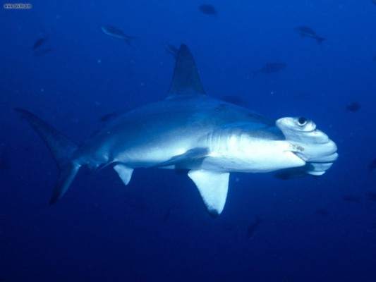 Animals In Costa Rica Cocos Island - 1600x1200 Wallpaper - teahub.io