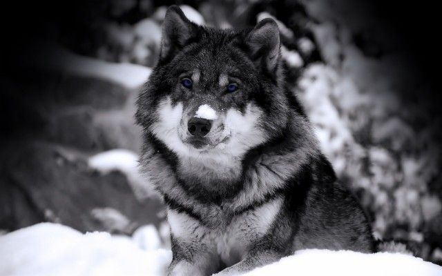 Animals Mammal Portrait Canine Dog Winter Wolf Snow - Wolf Hd Wallpaper ...