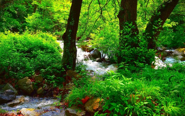 Wallpaper Beautiful Summer Forest, Green, Trees, Rocks, - Summer Forest ...