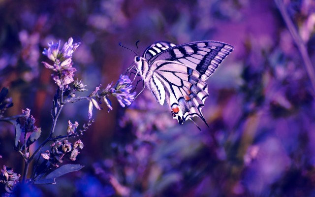 Wallpaper Lilac Leaves Flowers Butterfly Purple Butterfly In