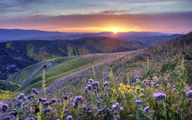 Spring Field Of Flowers - 5138x3224 Wallpaper - teahub.io