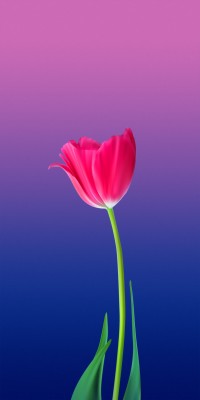 Tulip Flower Wallpaper For Mobile - 1080x2160 Wallpaper 