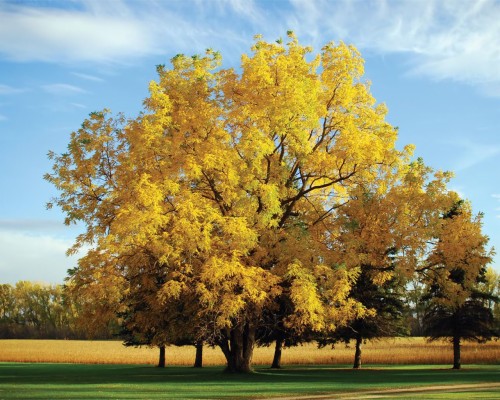 Yellow Tree Blur Background Hd - 1920x1200 Wallpaper - teahub.io