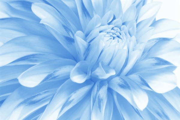 Soft Blue Flower - Flowers Wallpaper Soft Blue - 1500x1000 Wallpaper -  
