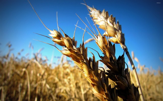 Dinkel Wheat 2560x1600 Wallpaper teahub io