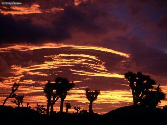 Sunset Joshua Tree National Park - 1600x1200 Wallpaper - Teahub.io