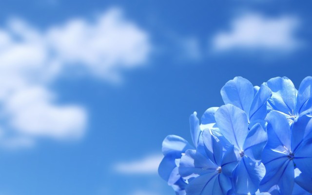 White And Sky Blue Flowers - 1280x720 Wallpaper 