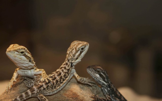 Free Bearded Dragon Wallpaper Wallpapers Download - Bearded Dragon ...