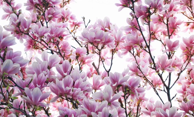 Ultra Hd Magnolia Wallpapers - 4032x2438 Wallpaper - teahub.io