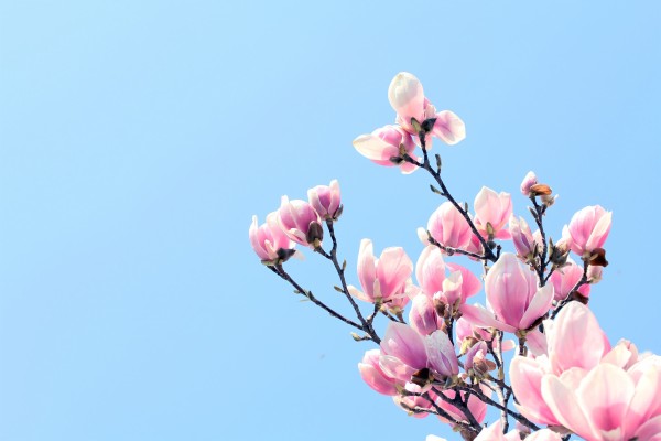 Magnolia Wallpapers 4k - 1800x1200 Wallpaper - teahub.io