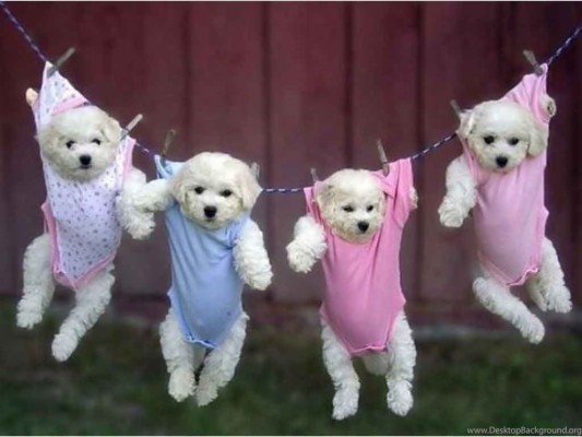 Free Puppy 1024x768 Wallpaper Teahub Io