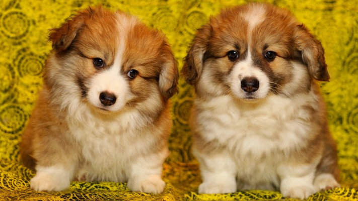 Corgi Puppy Wallpaper Wallpaper cute Dogs And Puppies - Cutest Baby Dog ...